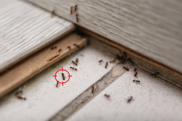 Wildlife Control Services in Greenwood, MO